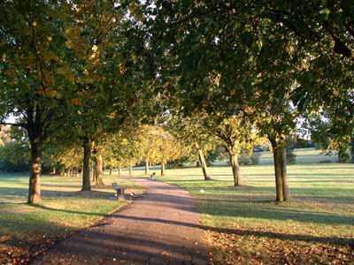 Avenue of Horse Chestnuts