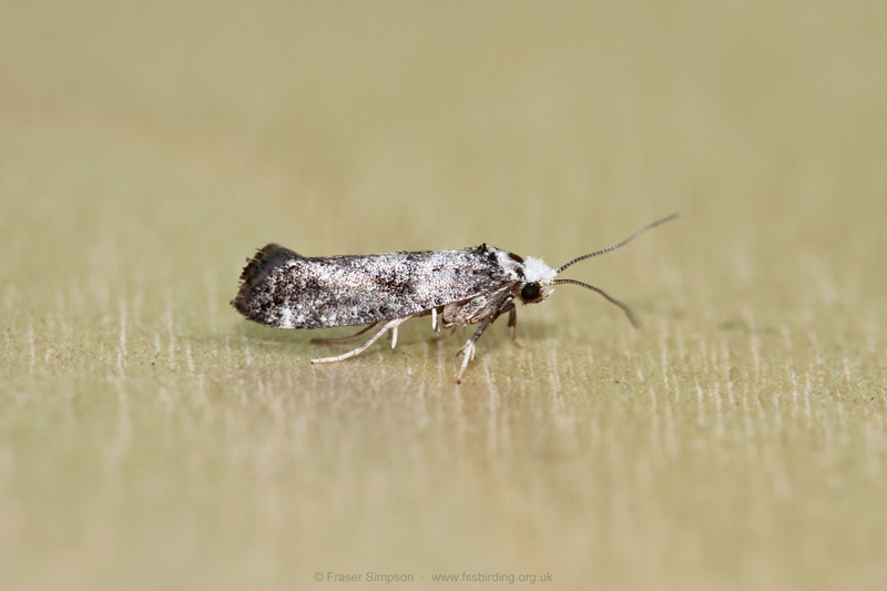 Ermine sp. (Swammerdamia/Paraswammerdamia sp.)  Fraser Simpson
