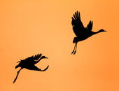 Eurasian Crane