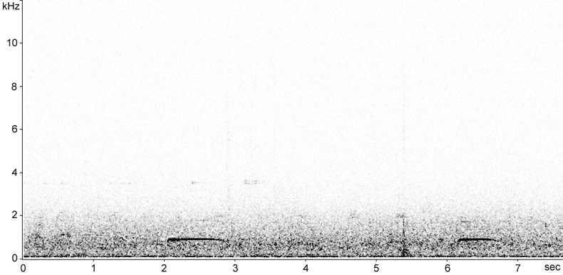 Sonogram of Tawny Owl call