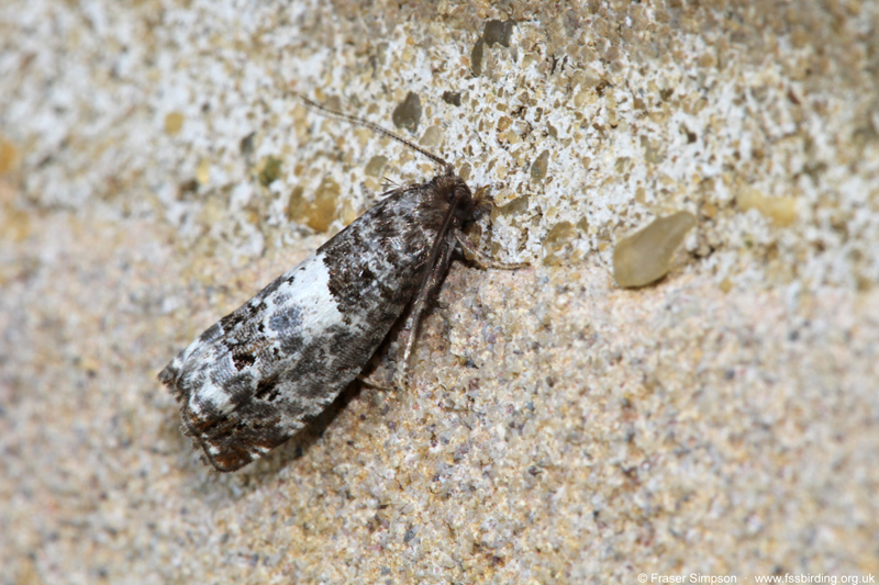 Triple-blotched Bell (Notocelia trimaculana)  Fraser Simpson