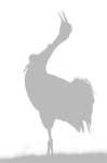 Click here for a trip report on wild Cranes in Scandinavia