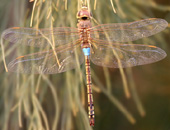 Vagrant Emperor