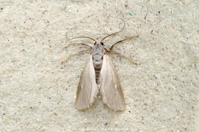 Water Veneer (Acentria ephemerella)  Fraser Simpson