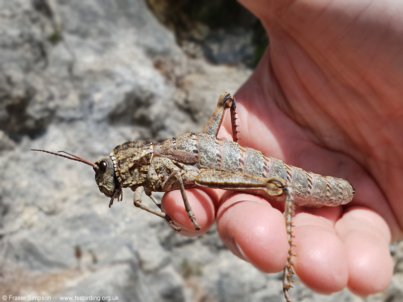 Western Stone Grasshopper (Acinipe hesperica)  Fraser Simpson
