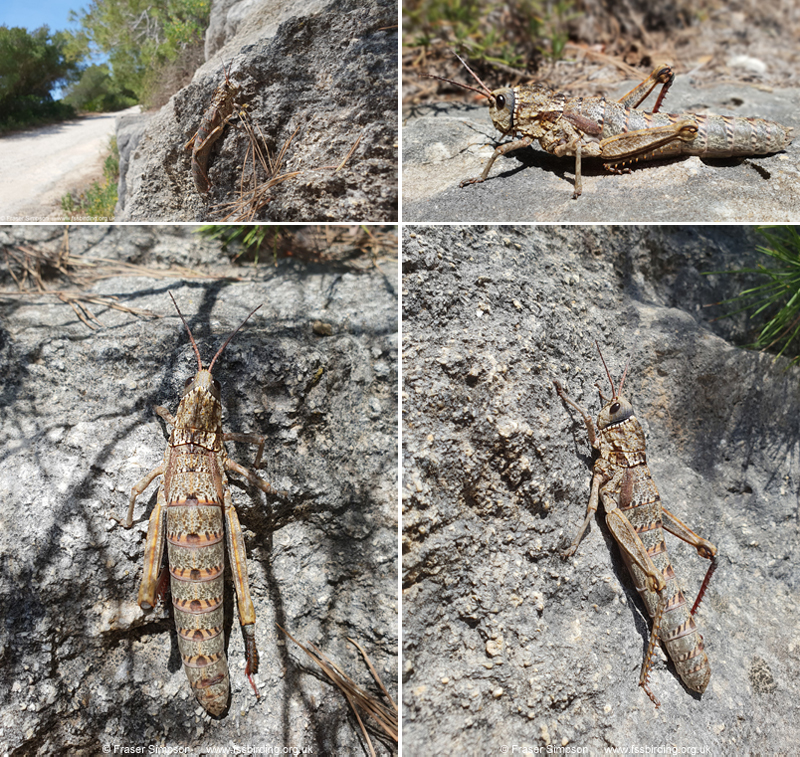 Western Stone Grasshopper (Acinipe hesperica)  Fraser Simpson