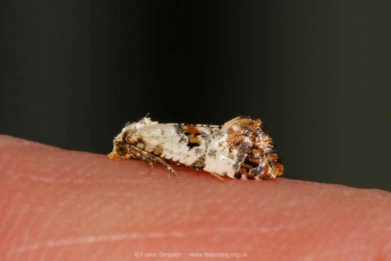 White-bodied Conch (Neocochylis hybridella)  Fraser Simpson