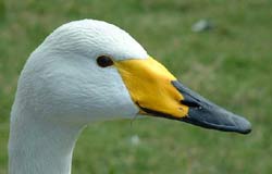 Whooper Swan
