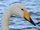 Whooper Swan