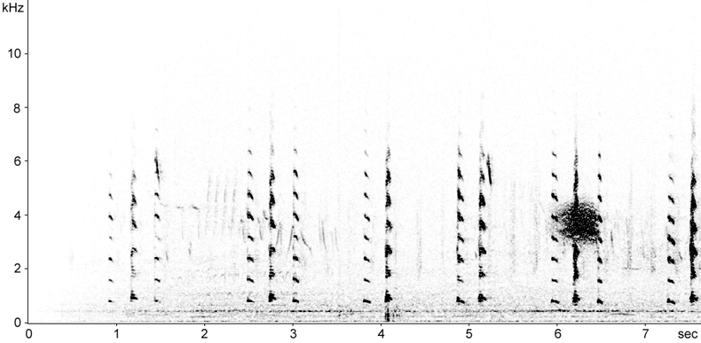Sonogram of Whooper Swan calls