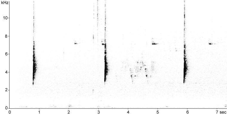 Sonogram of Willow Flycatcher call
