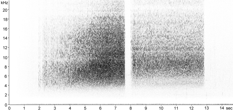 Sonogram of Woodland Grasshopper stridulation