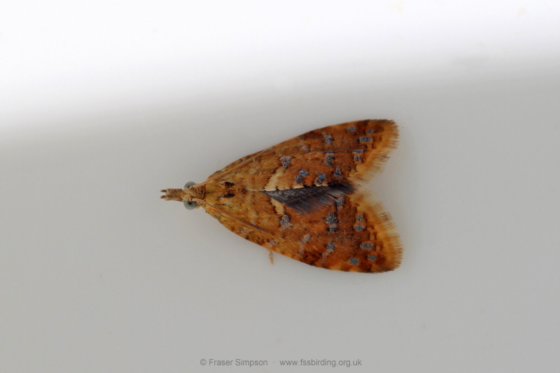 Yellow-spot Tortrix (Pseudargyrotoza conwagana)  Fraser Simpson