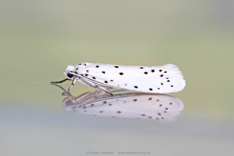 Ermine sp. (Yponomeuta sp.)  Fraser Simpson