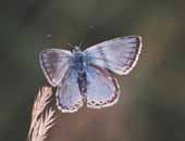 Chalkhill Blue
