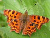Comma