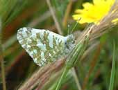 Western Dappled White
