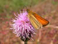 Essex Skipper