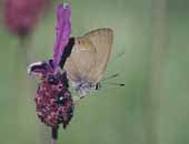 False Ilex Hairstreak 