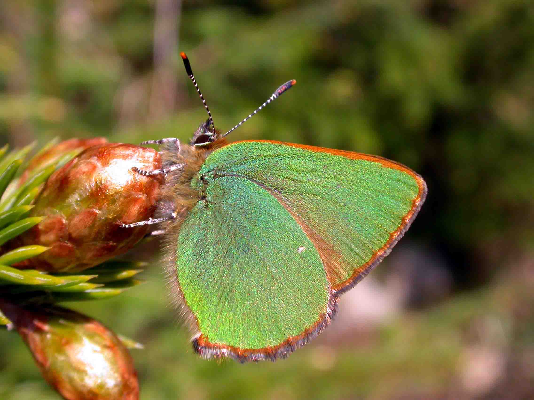 Green Hairstreak, Changue, Ayrshire, 2004.