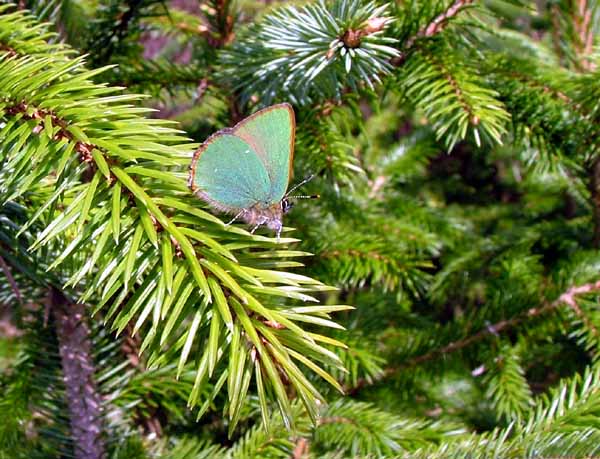 Green Hairstreak � 2004, Alistair Simpson.