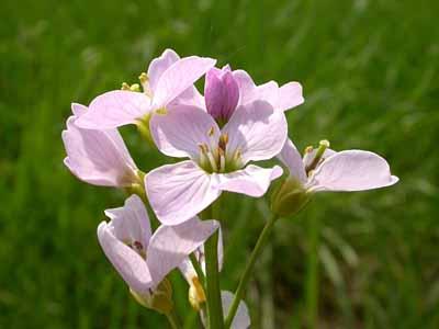 � 2004, Fraser Simpson