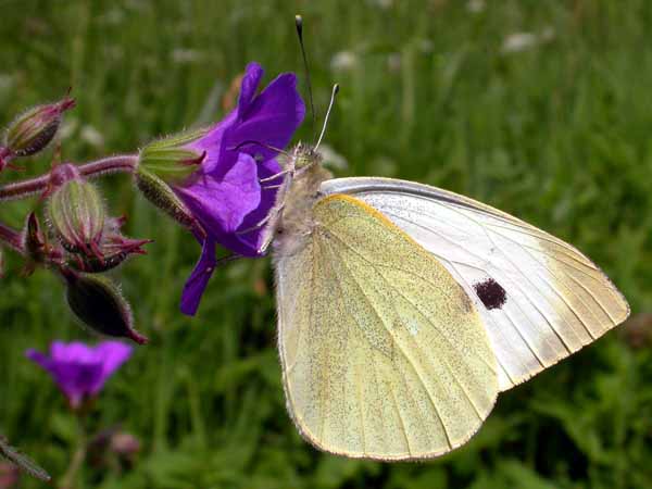 Large White 