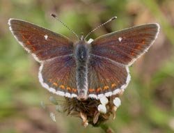 Northern Brown Argus (Aricia artaxerxes)