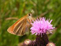 Small Skipper