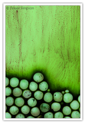 Accumulation � 2010 Fraser Simpson