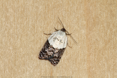 Garden Rose Tortrix (Acleris variegana)  Fraser Simpson