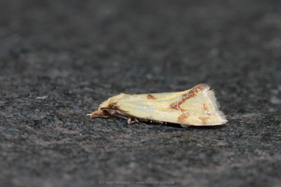 Common Yellow Conch (Agapeta hamana)  Fraser Simpson