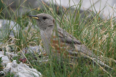 Alpine Accentor, Mount Olympus � 2005  F. S. Simpson