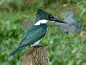 Amazon Kingfisher