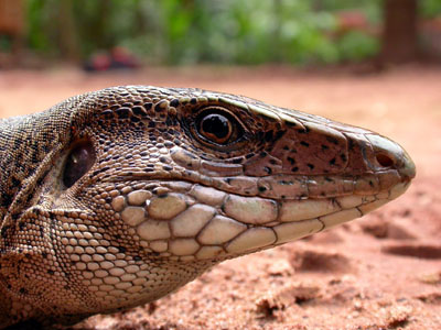 Amazon Racerunner (Ameiva ameiva)