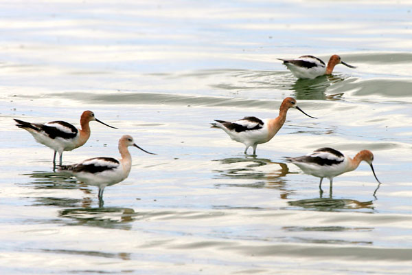 American Avocet �2006 Fraser Simpson