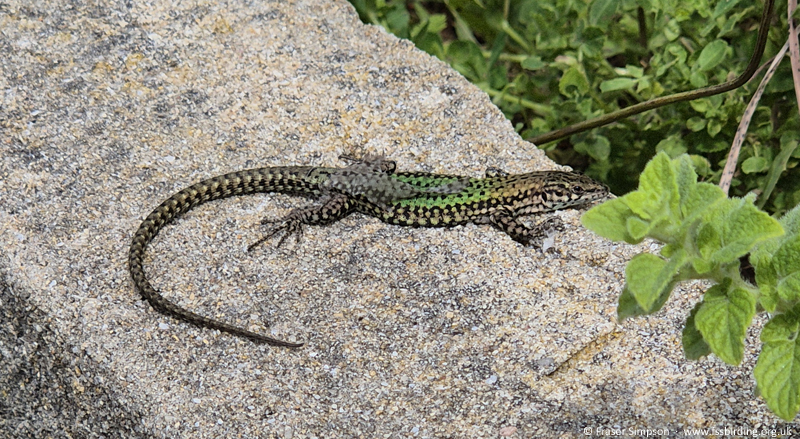 Andalucian Wall Lizard (Podarcis vaucheri) 2025 � Fraser Simpson