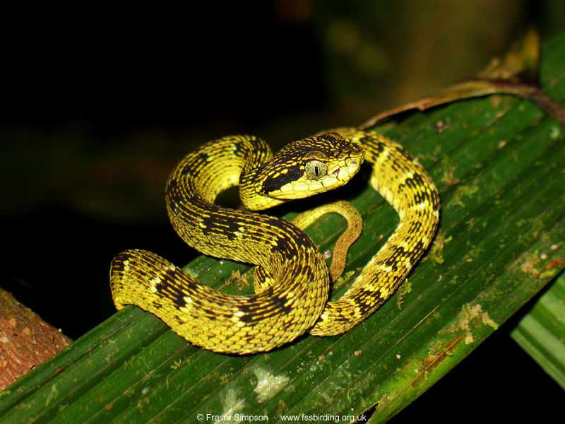 Andean Forest-pitviper (Bothrops pulcher), Rioja, San Martin, Peru, Sep 2009 � Fraser Simpson