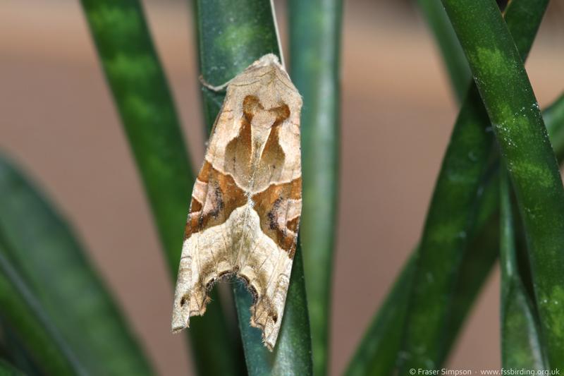 Angle Shades (Phlogophora meticulosa) � Fraser Simpson
