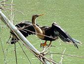 Anhinga