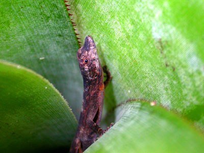 Anoles sp.