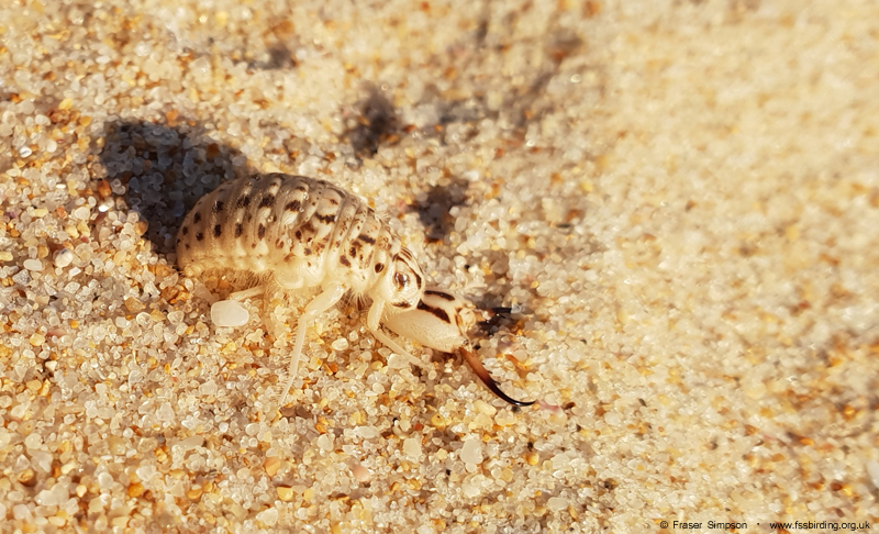 Antlion (Synclisis baetica), Zahara de los Atunes � Fraser Simpson