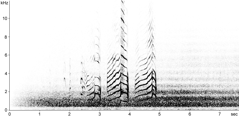 Sonogram of Arctic Skua calls
