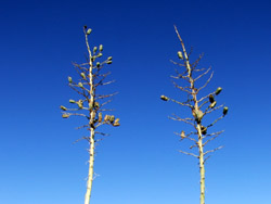 Agave Flowers � 2006  F. S. Simpson