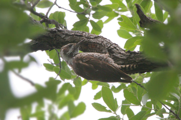 Arizona Woodpecker 2006 Fraser Simpson