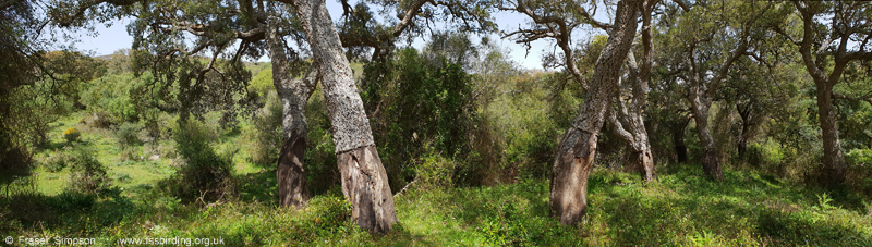 Cork Oaks, Arroyo del Tiradero � Fraser Simpson