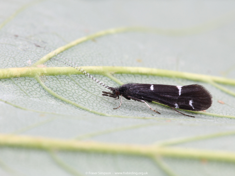 Caddisfly (Athripsodes bilineatus) � Fraser Simpson