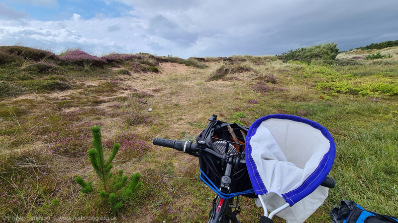 Mottled Grasshopper (Myrmeleotettix maculatus) habitat, Irvine dunes � Fraser Simpson