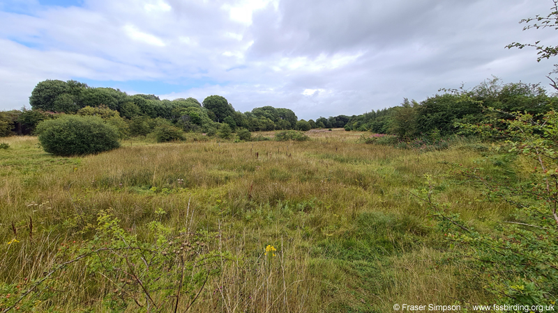 Common Green Grasshopper (Omocestus viridulus) habitat, Knockentiber-Springside disused railway line � Fraser Simpson