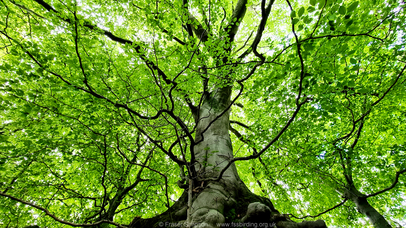 Common Beech (Fagus sylvatica), Dean Castle Country Park � Fraser Simpson